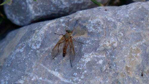 Rhagio sp.